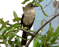 Great-tailed Grackle (Quiscalus mexicanus)