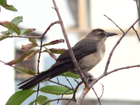 Great-tailed Grackle (Quiscalus mexicanus)