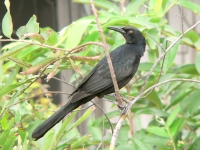 Great-tailed Grackle (Quiscalus mexicanus)