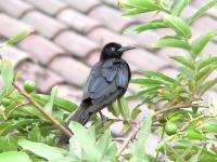 Great-tailed Grackle (Quiscalus mexicanus)