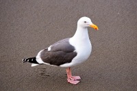 Great black-backed gull (Larus marinus)