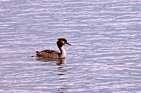 Great Crested Grebe (Podiceps cristatus)
