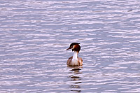Great Crested Grebe (Podiceps cristatus)