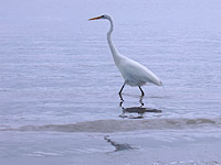 Great Egret (Ardea alba)