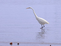 Great Egret (Ardea alba)