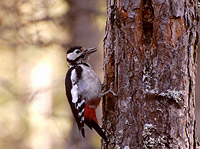 Great Spotted Woodpecker (Dendrocopos major)