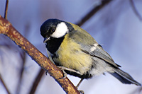 Great Tit (Parus major)