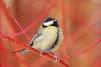 Great Tit (Parus major)