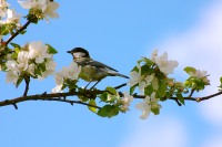 Great Tit (Parus major)