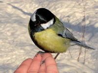 Great Tit (Parus major)