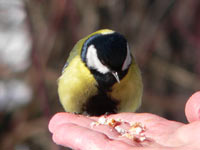 Great Tit (Parus major)