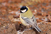 Great Tit (Parus major)