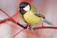 Great Tit (Parus major)