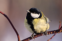 Great Tit (Parus major)