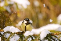 Great Tit (Parus major)