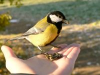 Great Tit (Parus major)