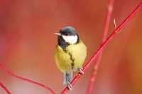 Great Tit (Parus major)