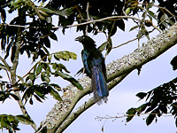 Greater Ani (Crotophaga major)