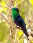 Green-crowned woodnymph (Thalurania colombica fannyi)