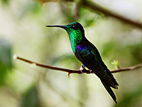 Green-crowned Woodnymph (Thalurania fannyi)