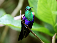 Green-crowned Woodnymph (Thalurania fannyi)
