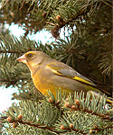 Greenfinch (Carduelis chloris)