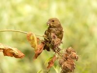 Greenfinch (Carduelis chloris)