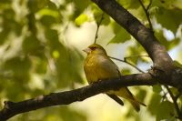 Greenfinch (Carduelis chloris)