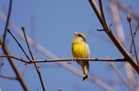 Greenfinch (Carduelis chloris)