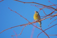 Greenfinch (Carduelis chloris)
