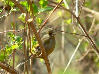 Greenfinch (Carduelis chloris)