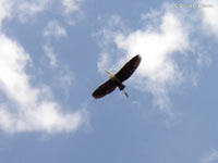 Grey Heron (Ardea cinerea)