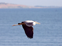 Grey Heron (Ardea cinerea)