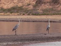 Grey Heron (Ardea cinerea)