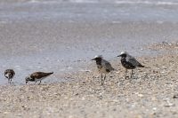 Grey Plover (Pluvialis squatarola)