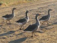 Greylag Goose (Anser anser)