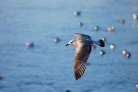 Herring Gull (Larus argentatus)