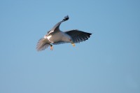 Herring Gull (Larus argentatus)
