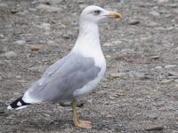 Herring Gull (Larus argentatus)