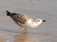 Herring Gull (Larus argentatus)