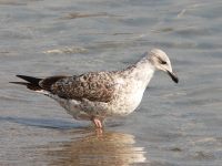 Herring Gull (Larus argentatus)