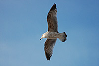 Herring Gull (Larus argentatus)