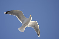 Herring Gull (Larus argentatus)