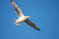 Herring Gull (Larus argentatus)