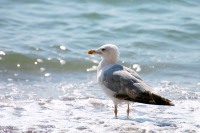Herring Gull (Larus argentatus)