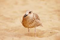 Herring Gull (Larus argentatus)