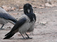 Hooded Crow (Corvus cornix)