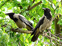 Hooded Crow (Corvus cornix)