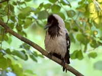 Hooded Crow (Corvus cornix)