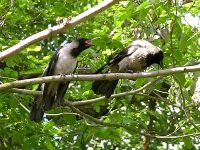 Hooded Crow (Corvus cornix)